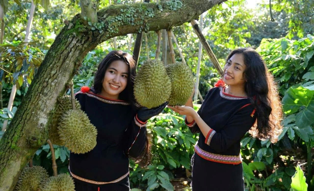 Đắk Lắk hoàn thiện đề án tổ chức Lễ hội Sầu riêng cấp tỉnh lần thứ I năm 2026