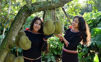 Đắk Lắk hoàn thiện đề án tổ chức Lễ hội Sầu riêng cấp tỉnh lần thứ I năm 2026