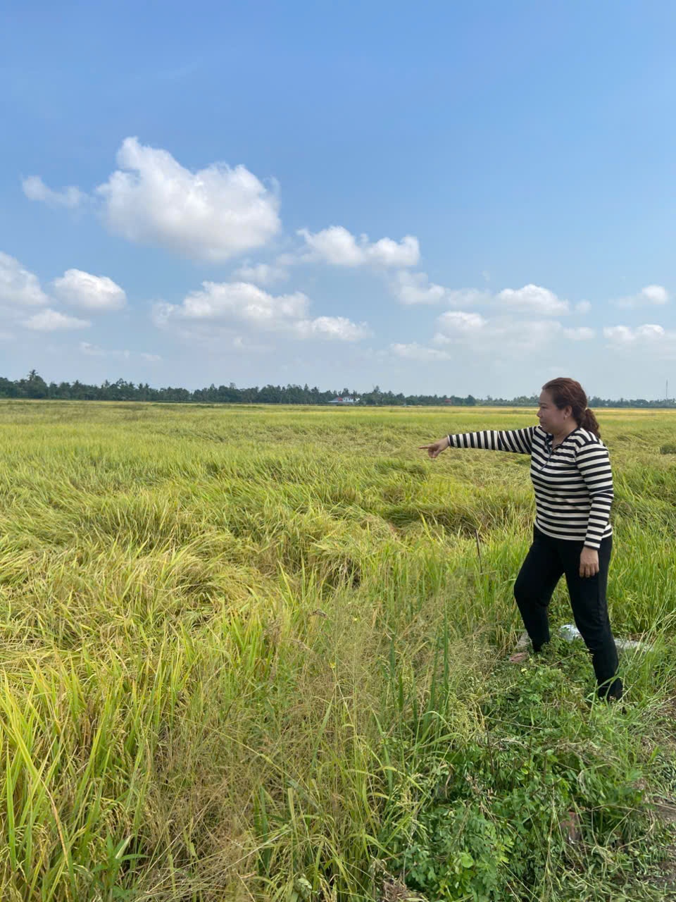 Giúp nông dân miền Tây tăng hiệu quả sản xuất lúa chất lượng cao, phát thải thấp Giúp nông dân miền Tây tăng hiệu quả sản xuất lúa chất lượng cao, phát thải thấp