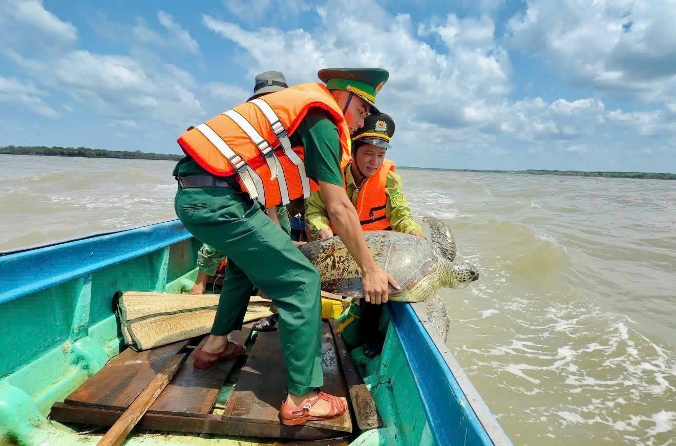 Cà Mau: Phối hợp thả vích quý hiếm về biển