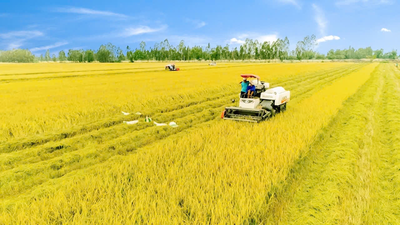 Nâng tầm thương hiệu gạo Việt từ Cuộc thi Gạo ngon ĐBSCL