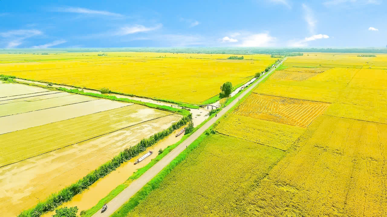 Nâng tầm thương hiệu gạo Việt từ Cuộc thi Gạo ngon ĐBSCL