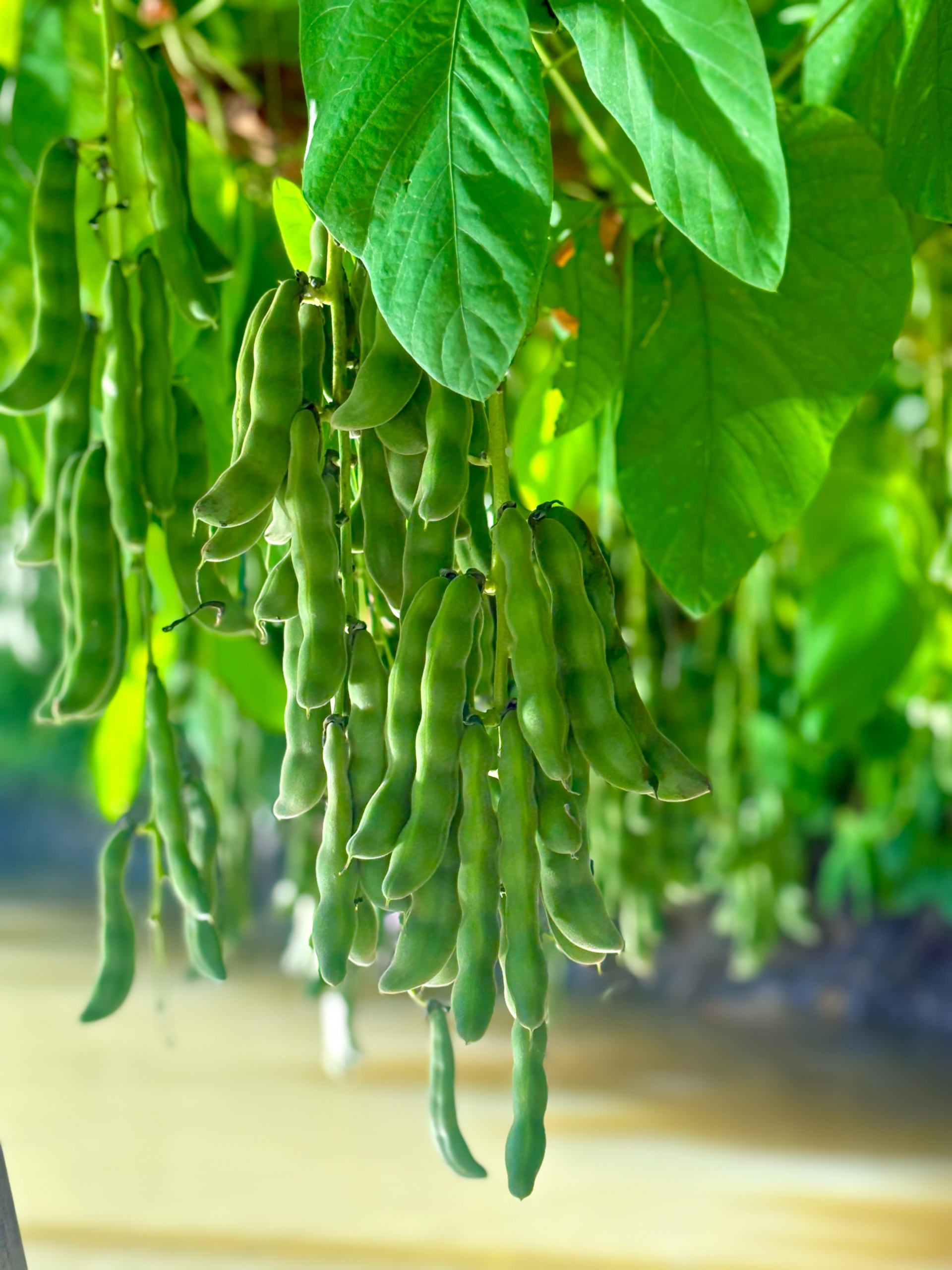 Về Sông Hậu Farm, chạm vào nhịp sống miệt vườn giữa lòng Cần Thơ