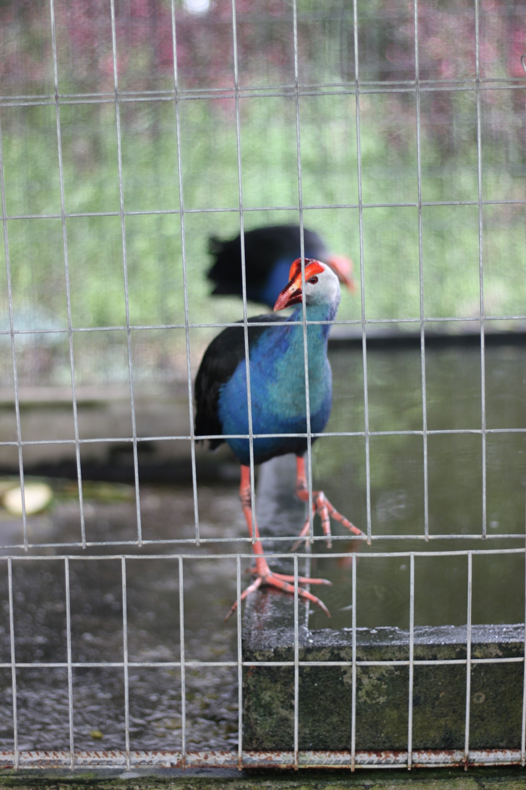 Về Sông Hậu Farm, chạm vào nhịp sống miệt vườn giữa lòng Cần Thơ