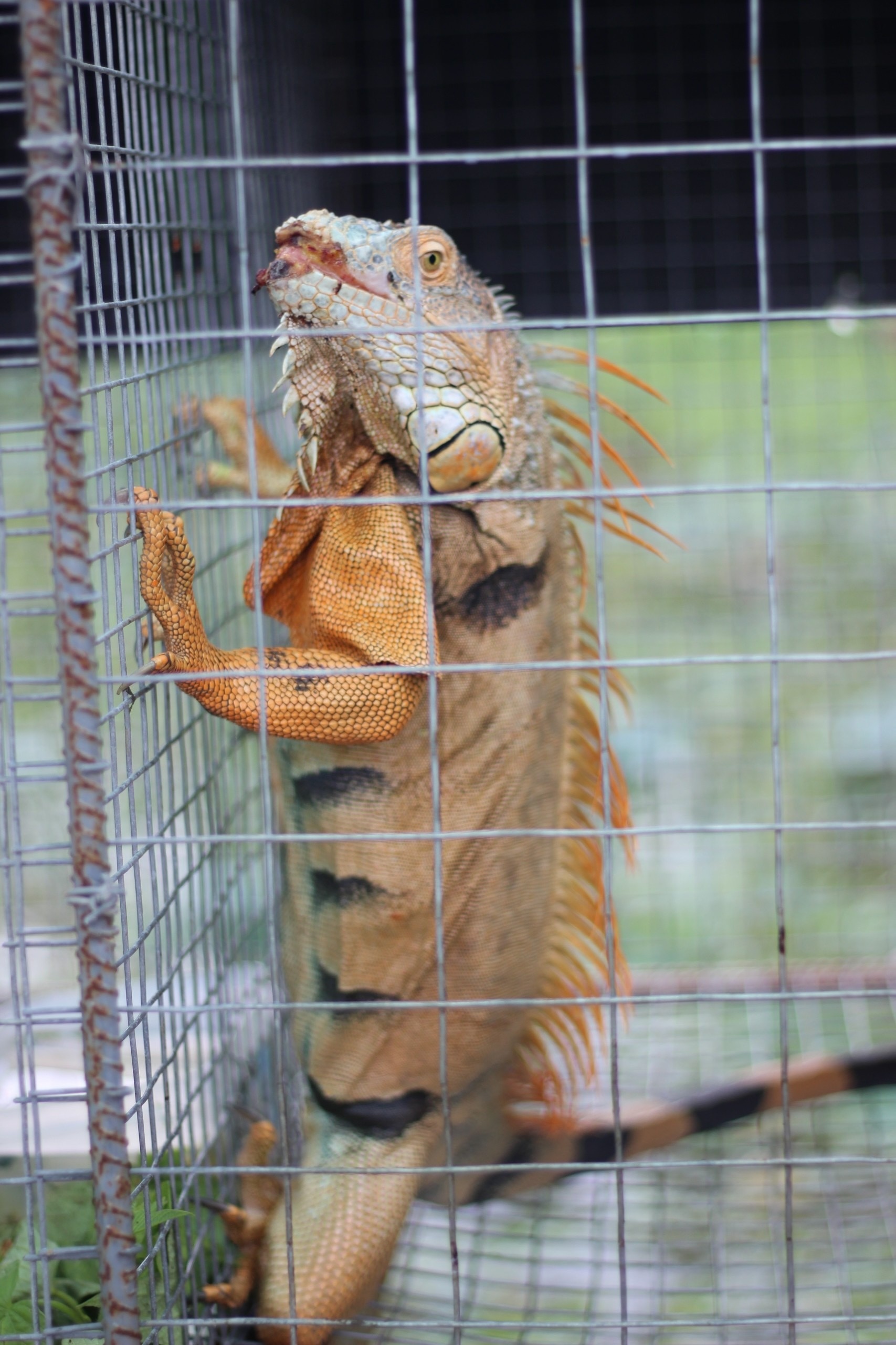 Về Sông Hậu Farm, chạm vào nhịp sống miệt vườn giữa lòng Cần Thơ