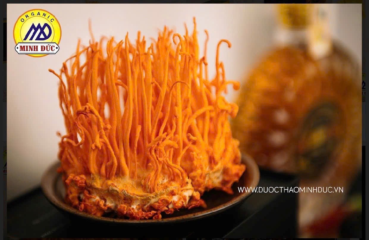 Mở rộng không gian phát triển nấm dược liệu: Từ mô hình khởi nghiệp đến định hướng hợp tác xã bền vững