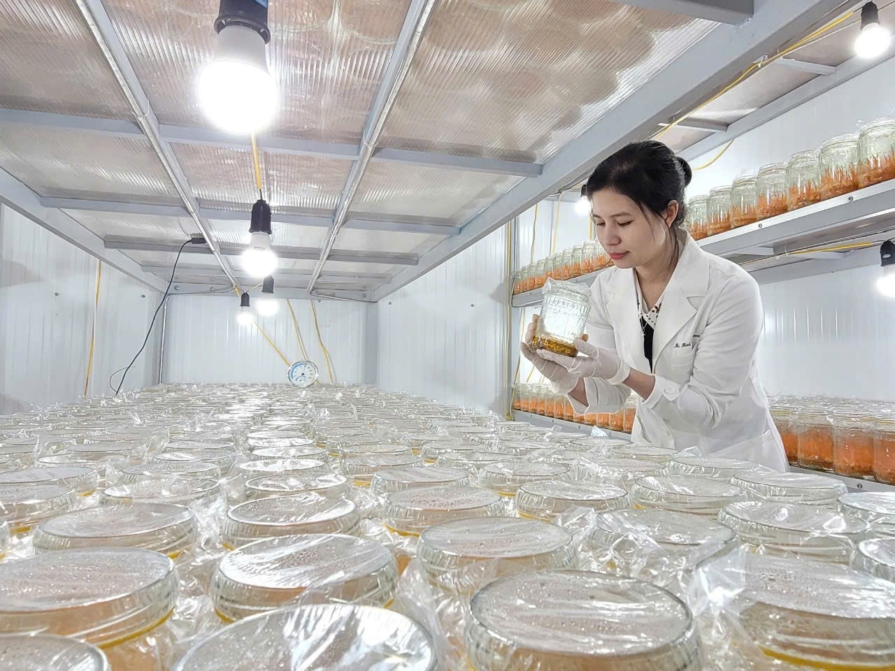 Mở rộng không gian phát triển nấm dược liệu: Từ mô hình khởi nghiệp đến định hướng hợp tác xã bền vững