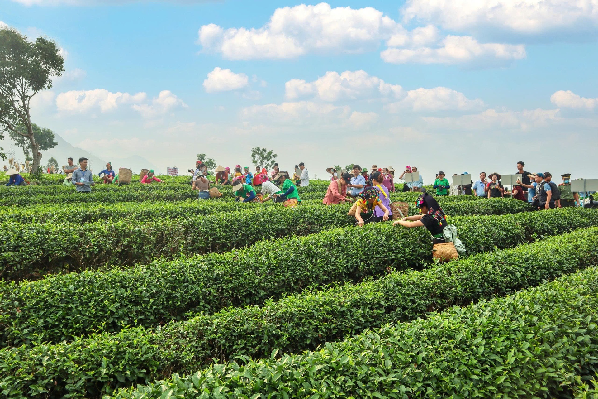 Nông nghiệp xanh – Động lực tăng trưởng mới của Lai Châu