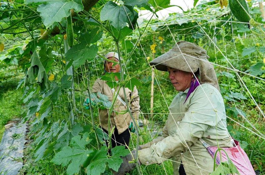 Nông nghiệp xanh – Động lực tăng trưởng mới của Lai Châu