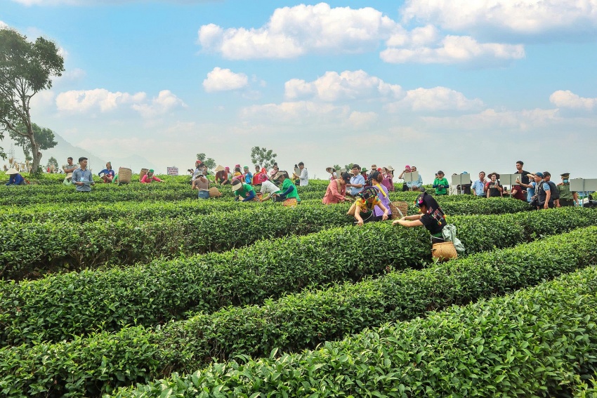 Nông nghiệp xanh – Động lực tăng trưởng mới của Lai Châu