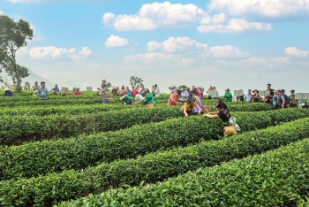 Nông nghiệp xanh – Động lực tăng trưởng mới của Lai Châu