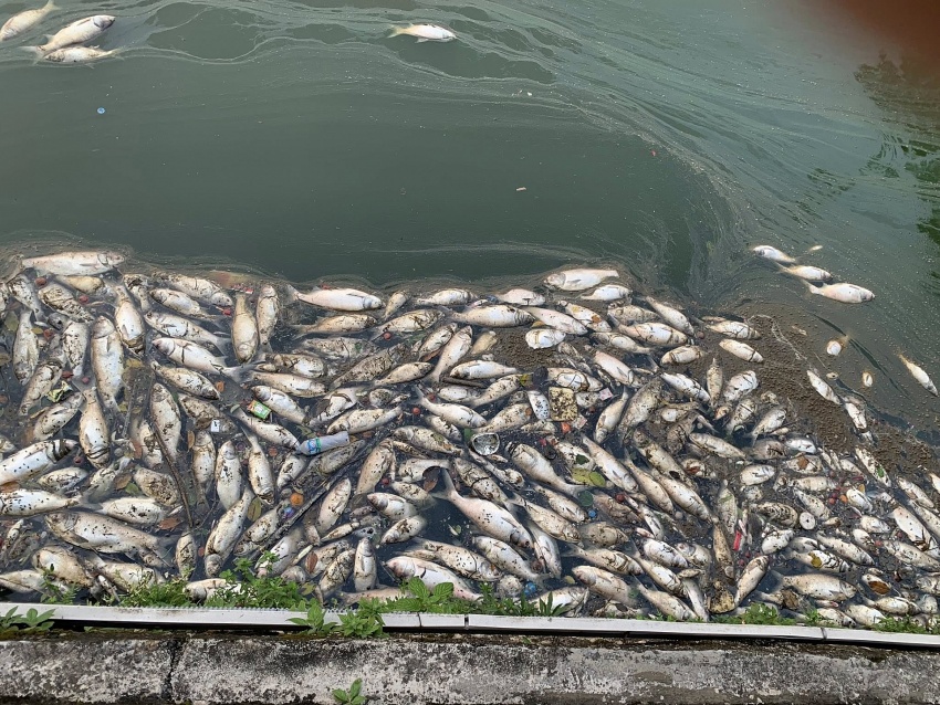 Làm rõ nguyên nhân cá chết hàng loạt gây ô nhiễm môi trường tại Phú Thọ