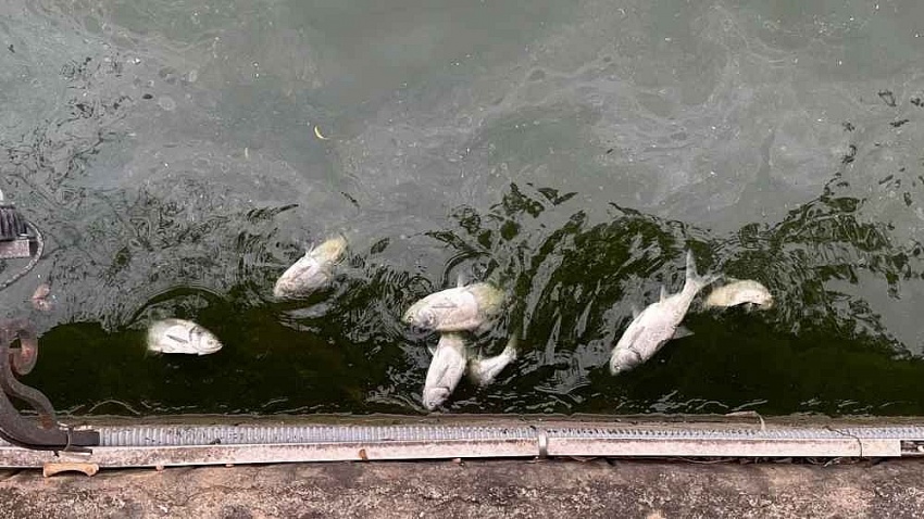 Làm rõ nguyên nhân cá chết hàng loạt gây ô nhiễm môi trường tại Phú Thọ