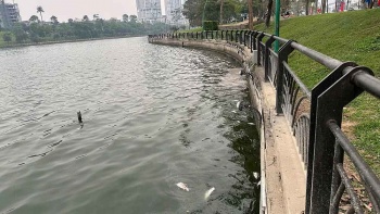 Làm rõ nguyên nhân cá chết hàng loạt gây ô nhiễm môi trường tại Phú Thọ