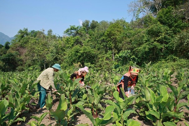 Sinh kế bền vững giúp người dân Sin Suối Hồ (Lai Châu) vươn lên thoát nghèo
