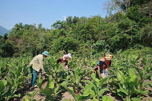 Sinh kế bền vững giúp người dân Sin Suối Hồ (Lai Châu) vươn lên thoát nghèo