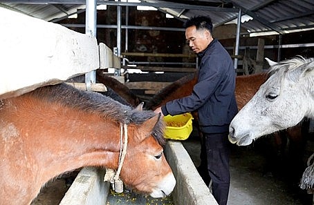 Sinh kế bền vững giúp người dân Sin Suối Hồ (Lai Châu) vươn lên thoát nghèo