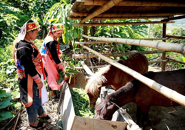 Sinh kế bền vững giúp người dân Sin Suối Hồ (Lai Châu) vươn lên thoát nghèo