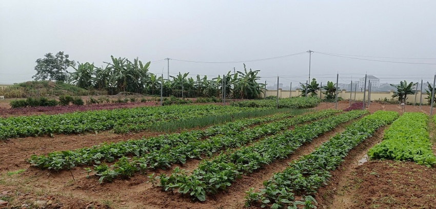 Xã Hoàng An (Phú Thọ) siết chặt an toàn thực phẩm học đường, bảo vệ sức khỏe học sinh