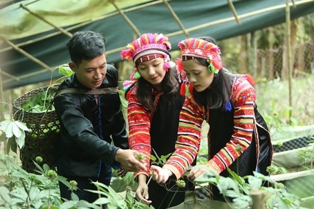 Đánh thức tiềm năng kinh tế dưới tán rừng ở Lai Châu