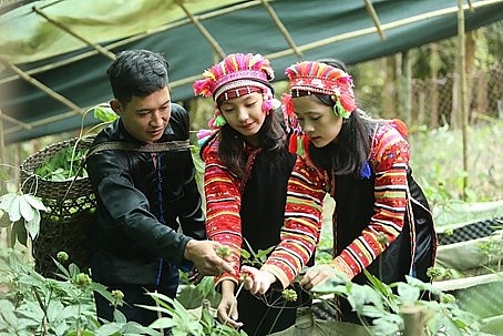 Đánh thức tiềm năng kinh tế dưới tán rừng ở Lai Châu Đánh thức tiềm năng kinh tế dưới tán rừng ở Lai Châu