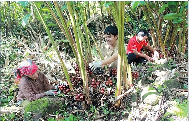 Đánh thức tiềm năng kinh tế dưới tán rừng ở Lai Châu Đánh thức tiềm năng kinh tế dưới tán rừng ở Lai Châu