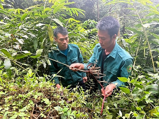 Đánh thức tiềm năng kinh tế dưới tán rừng ở Lai Châu Đánh thức tiềm năng kinh tế dưới tán rừng ở Lai Châu