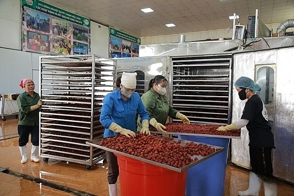 Sơn La:Hợp tác xã đòn bẩy phát triển kinh tế trên cao nguyên Mộc Châu
