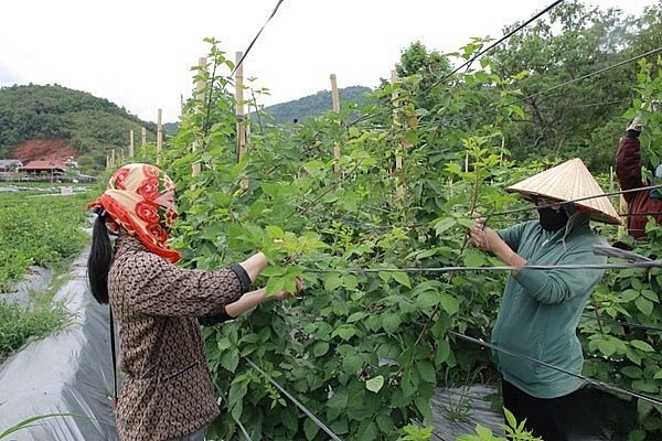 Sơn La:Hợp tác xã đòn bẩy phát triển kinh tế trên cao nguyên Mộc Châu