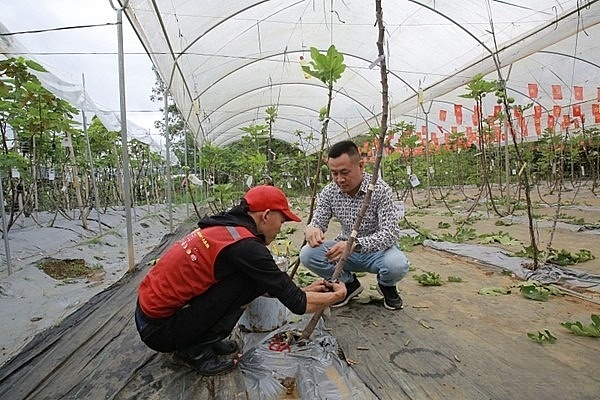 Sơn La:Hợp tác xã đòn bẩy phát triển kinh tế trên cao nguyên Mộc Châu