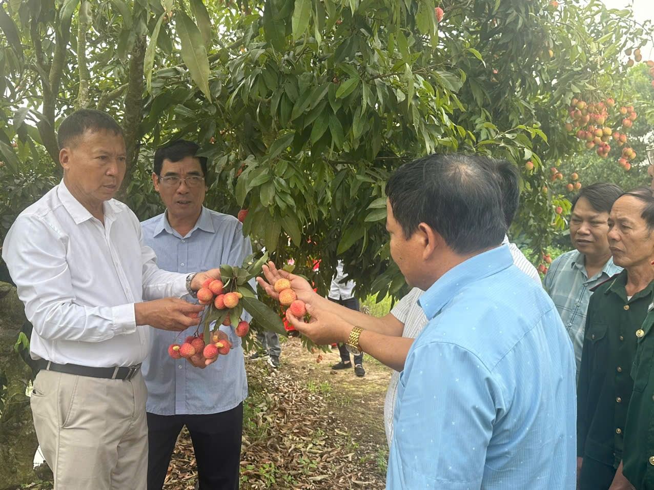 Ngỡ ngàng đặc sản "Vải trứng" Hưng Yên: Giá nửa triệu đồng/kg vẫn "cháy" hàng, khách háo hức chờ hái