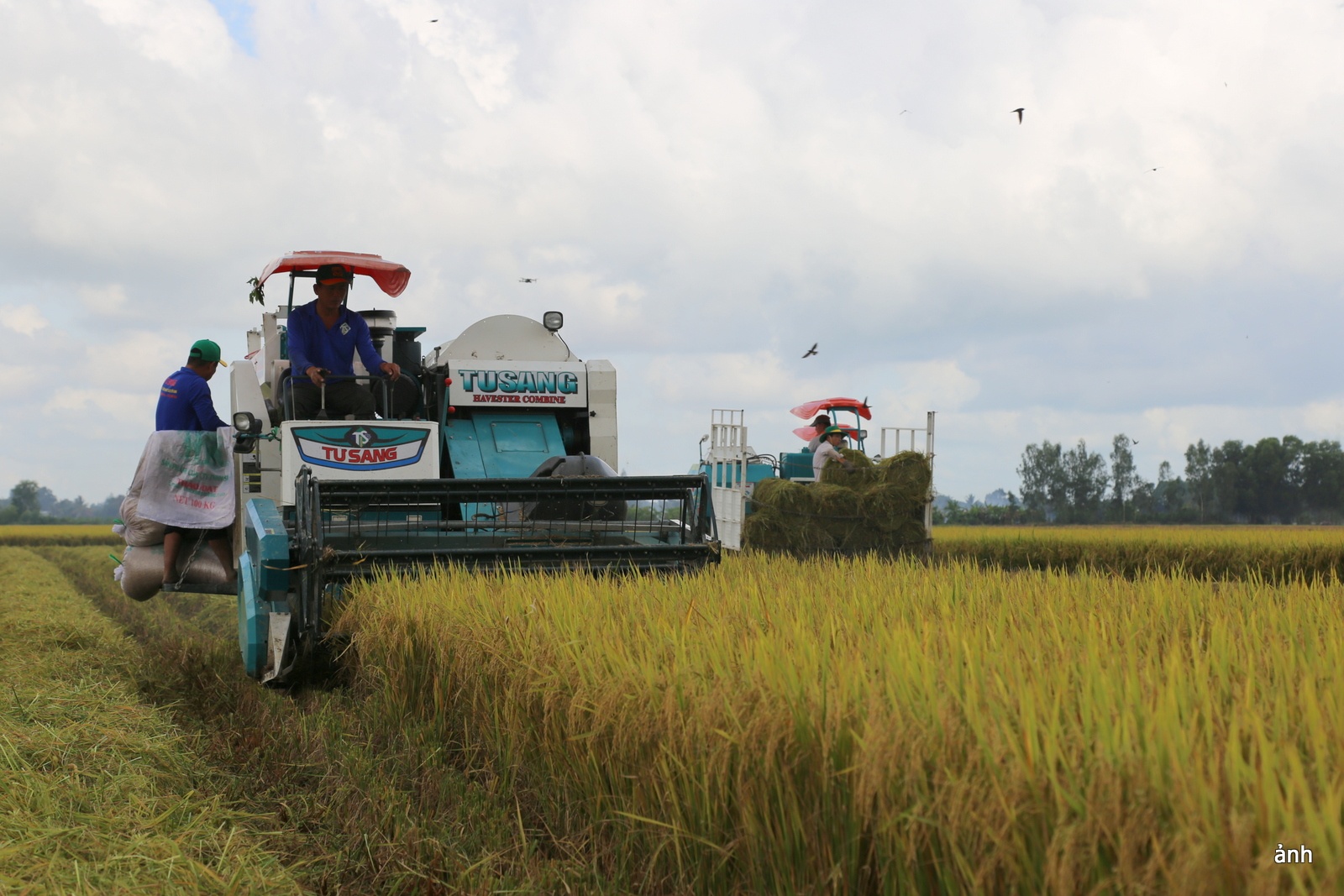 ĐBSCL xây dựng nền tảng dữ liệu cho canh tác lúa thông minh
