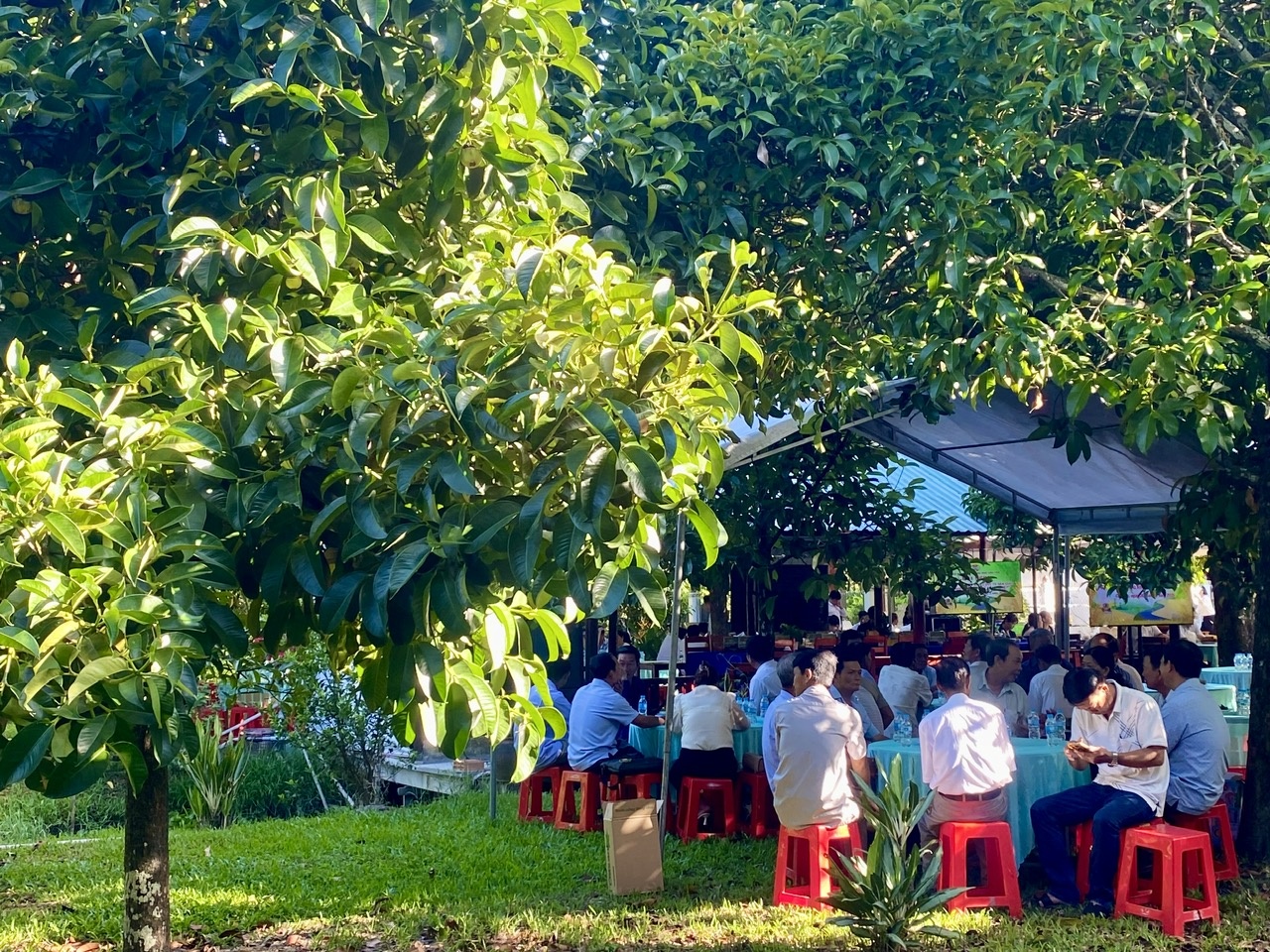 Dưới tán măng cụt 100 năm tuổi:  Bàn chuyện Chuyển đổi tư duy từ sản xuất nông nghiệp sang kinh tế nông nghiệp