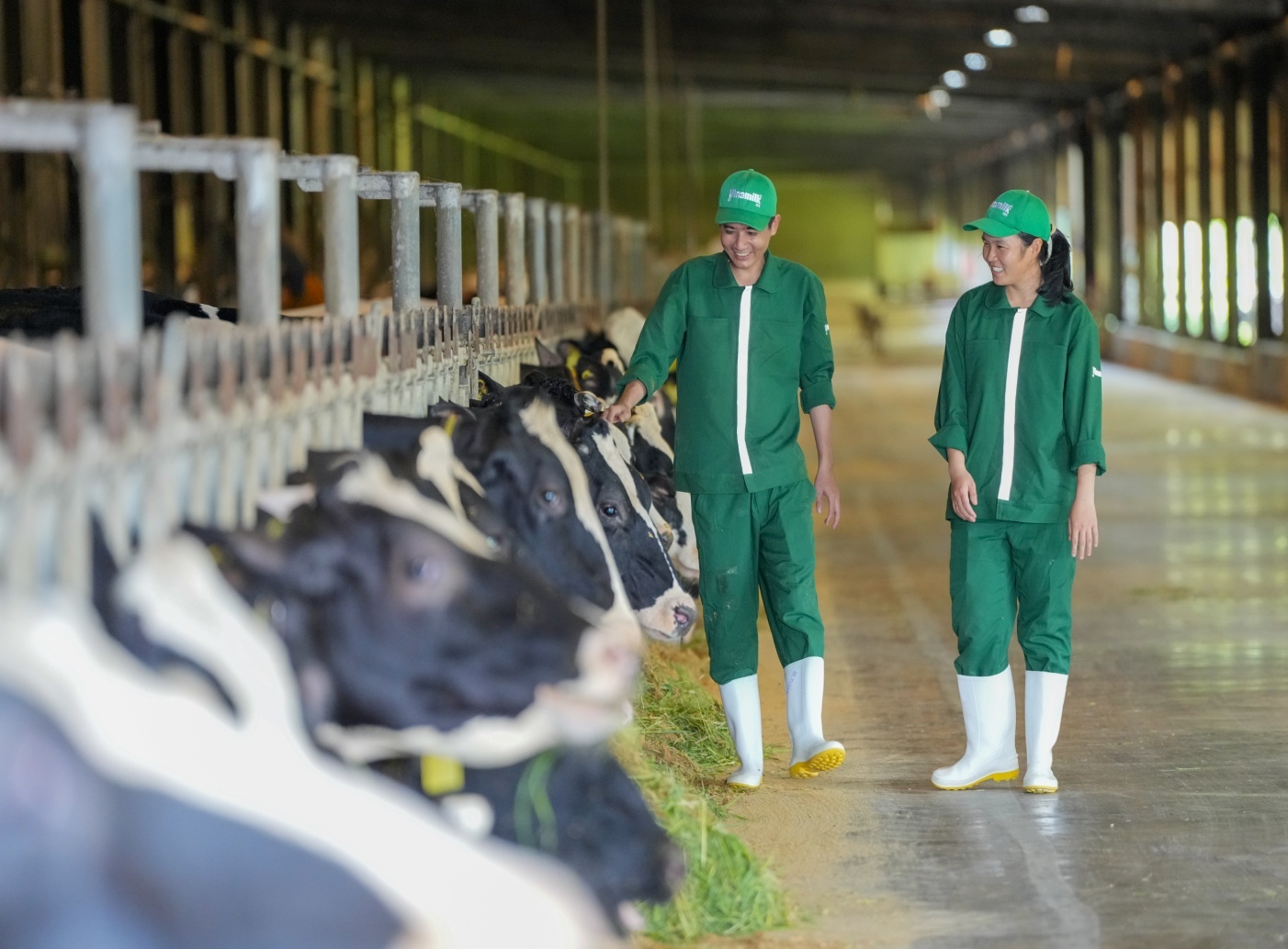 Trang trại Vinamilk Green Farm đang có kế hoạch tăng gấp đôi đàn bò trong thời gian tới (Ảnh: VN).