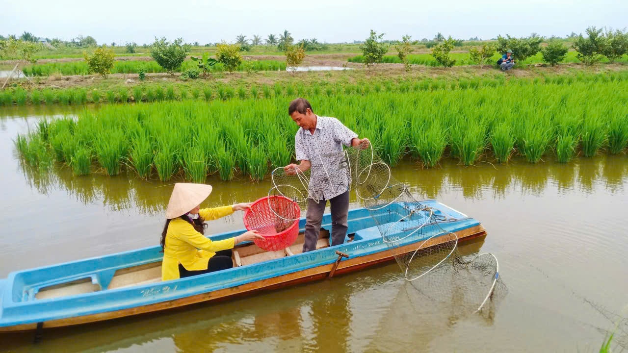 Cà Mau nâng tầm lúa – tôm: Không gian nông nghiệp sinh thái, kinh tế tuần hoàn và thương hiệu xanh