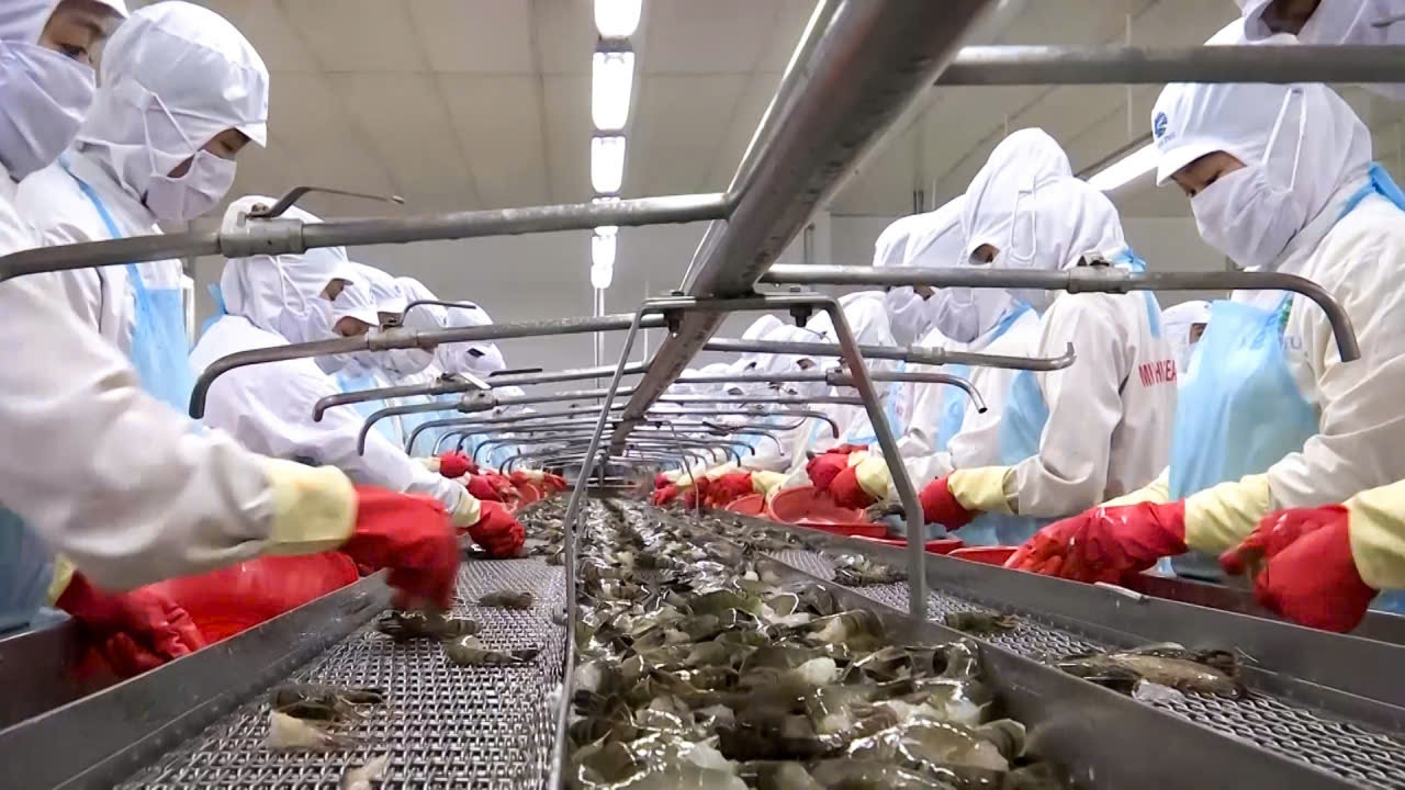 Cà Mau nâng tầm lúa – tôm: Không gian nông nghiệp sinh thái, kinh tế tuần hoàn và thương hiệu xanh Cà Mau nâng tầm lúa – tôm: Không gian nông nghiệp sinh thái, kinh tế tuần hoàn và thương hiệu xanh