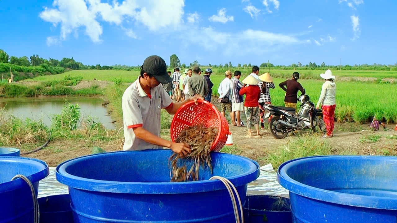 Cà Mau nâng tầm lúa – tôm: Không gian nông nghiệp sinh thái, kinh tế tuần hoàn và thương hiệu xanh Cà Mau nâng tầm lúa – tôm: Không gian nông nghiệp sinh thái, kinh tế tuần hoàn và thương hiệu xanh