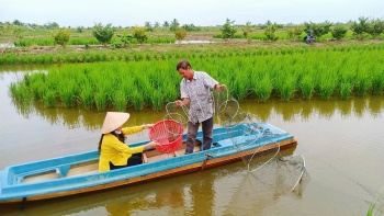 Cà Mau nâng tầm lúa – tôm: Không gian nông nghiệp sinh thái, kinh tế tuần hoàn và thương hiệu xanh