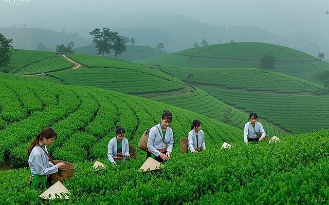 Mô hình nông nghiệp hiện đại: Thu hoạch chè tại đồi chè Long Cốc (Phú Thọ) – ngành nông nghiệp tiếp tục giữ vững vai trò bệ đỡ cho nền kinh tế, gắn liền với phát triển du lịch sinh thái.