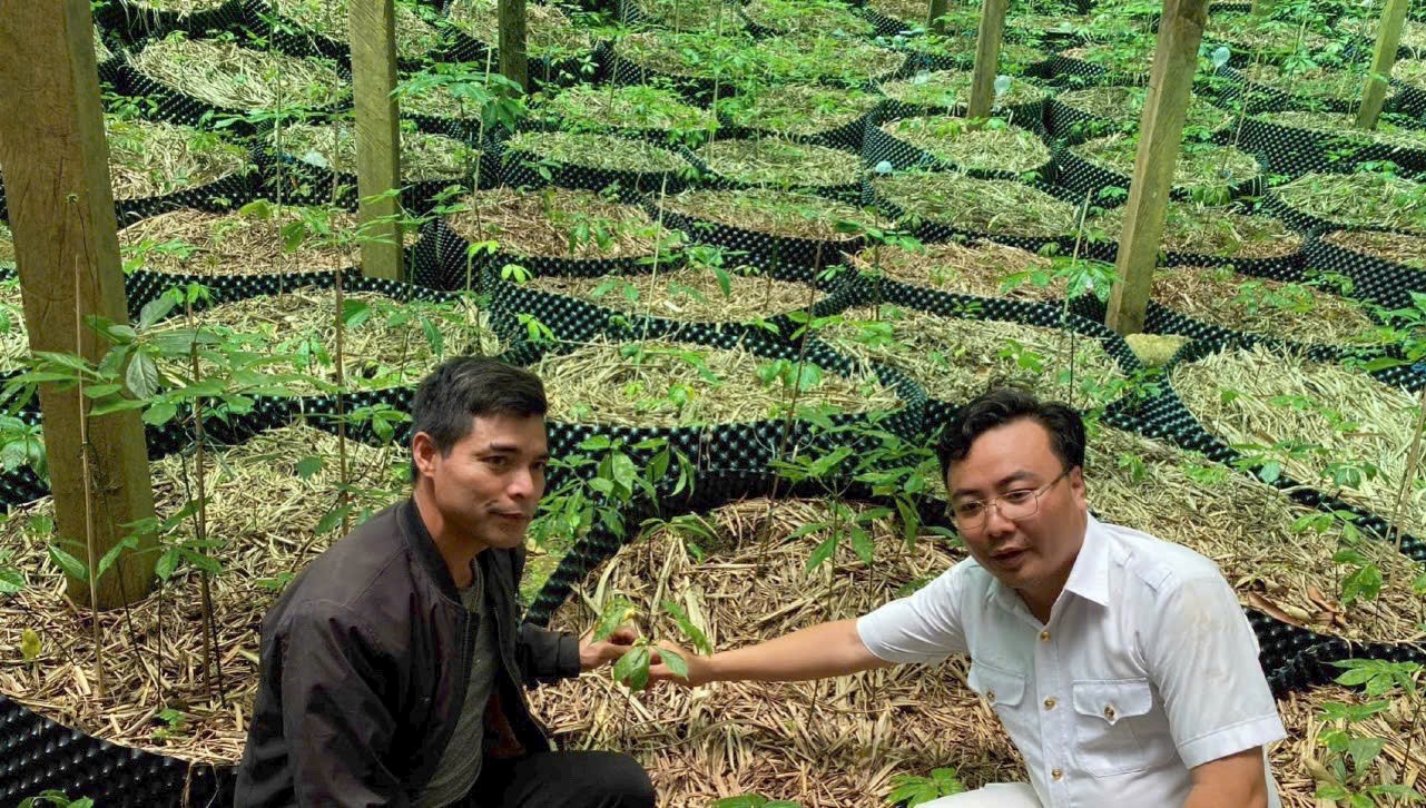  Trồng sâm dưới tán rừng vừa mang lại giá trị kinh tế, vừa góp phần bảo vệ môi trường, bảo tồn đa dạng sinh học. Sâm Ngọc Linh tiếp tục khẳng định giá trị bền vững và hợp tác quốc tế.  Ảnh: Hữu Phúc