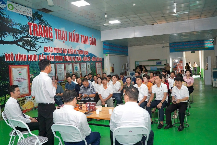 HTX Nấm Tam Đảo đồng hành cùng nông dân: Không chờ HTX Nấm Tam Đảo đồng hành cùng nông dân: Không chờ