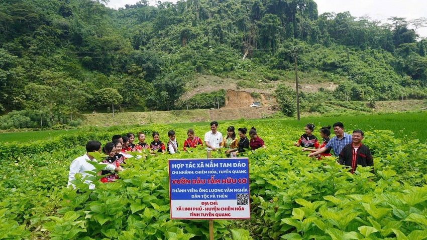 HTX Nấm Tam Đảo đồng hành cùng nông dân: Không chờ HTX Nấm Tam Đảo đồng hành cùng nông dân: Không chờ