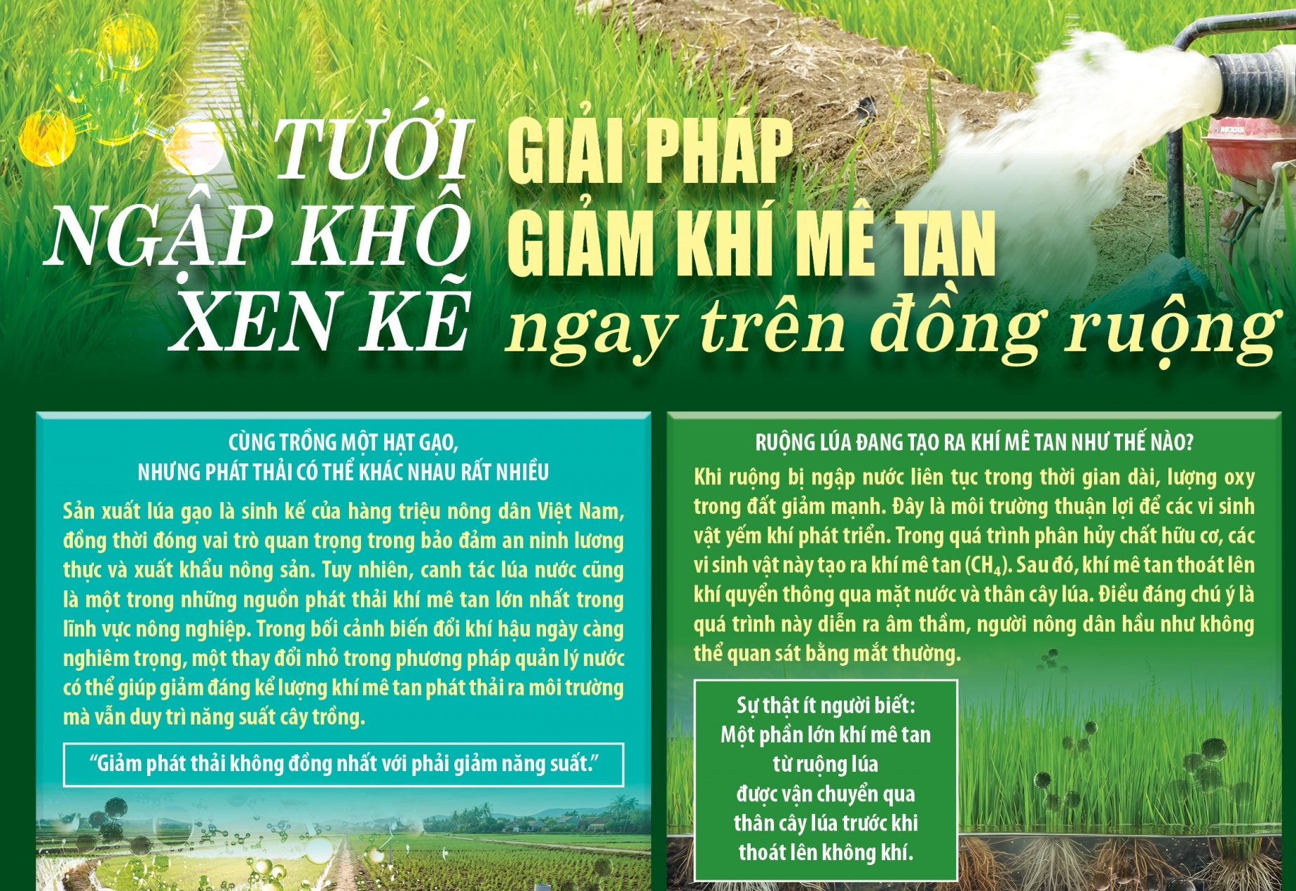 Tưới ngập khô xen kẽ giải pháp giảm khí mê tan ngay trên đồng ruộng