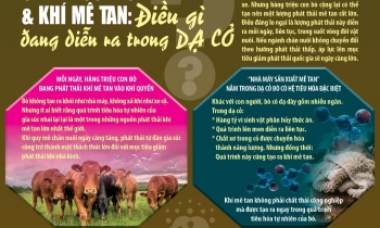 dieu gi dang dien ra trong da co