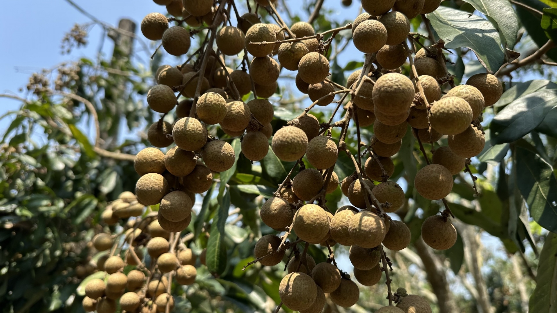 Nông dân thu gom vỏ chai, bao bì thuốc bảo vệ thực vật, chung tay bảo vệ môi trường Nông dân thu gom vỏ chai, bao bì thuốc bảo vệ thực vật, chung tay bảo vệ môi trường