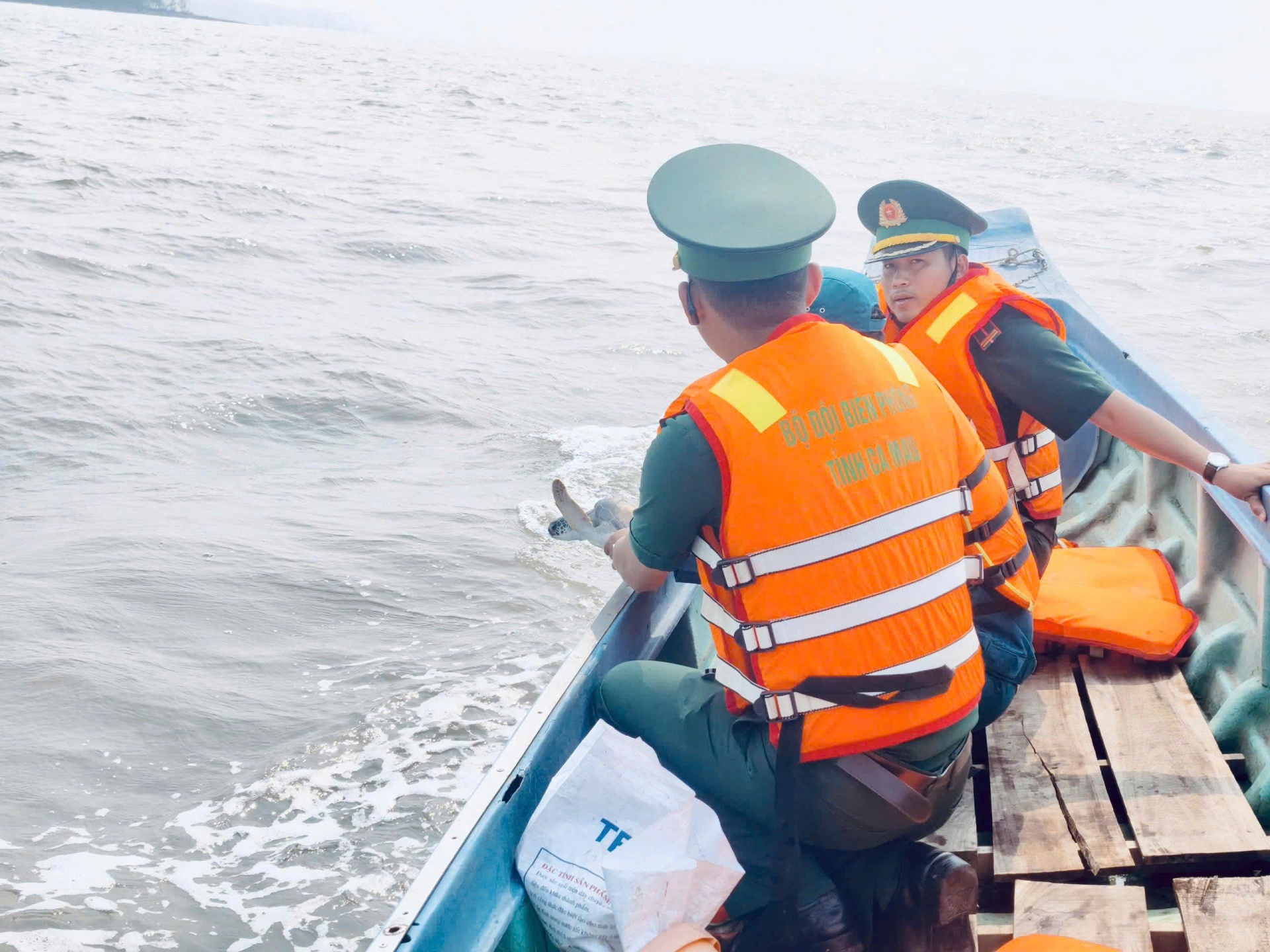 Cà Mau: Thả cá thể vích về biển
