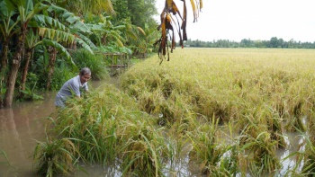 Cà Mau: Mưa lớn kết hợp triều cường gây ngập cục bộ ảnh hưởng khoảng 24.000 ha lúa