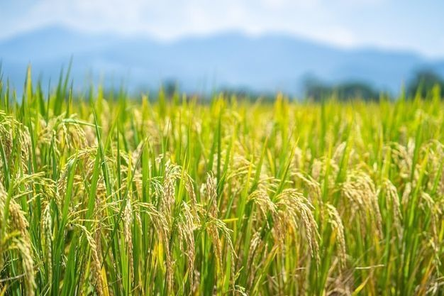 Thay đổi phương pháp canh tác lúa nước cũng giúp giảm đáng kể lượng khí mê-tan phát thải ra môi trường. Nguồn ảnh: Xuân Nông 
