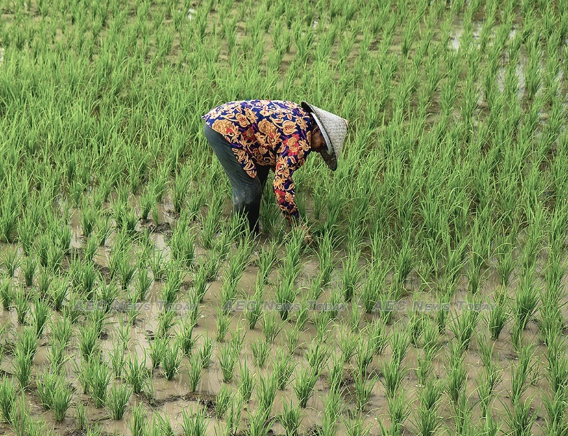 Phương pháp tưới ngập – khô xen kẽ giúp giảm phát thải khí mê-tan, đồng thời tiết kiệm nước và nâng cao lợi nhuận cho nông dân. Nguồn ảnh: Asean News Today Phương pháp tưới ngập – khô xen kẽ giúp giảm phát thải khí mê-tan, đồng thời tiết kiệm nước và nâng cao lợi nhuận cho nông dân. Nguồn ảnh: Asean News Today