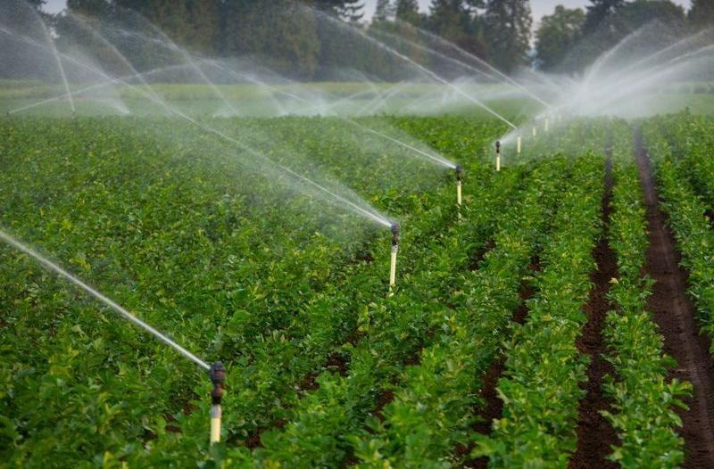 Hệ thống tưới tiêu tự động theo nhu cầu thực tế của cây trồng. Nguồn ảnh: Sóc Garden